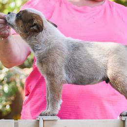 Hickory - Red speckled male Australian Cattle Dog puppy in Fairfield, California from Cobalt Kennels