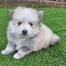 Lucky - Silver and white male Pomsky puppy in Southern California, California from SoCal Pomskies LLC