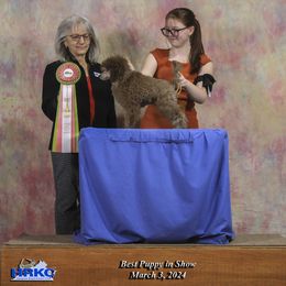 Poodle and Scottish Terrier Puppies from Conundrums Kennels