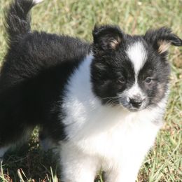 Snoopy - Black tri male Miniature Australian Shepherd puppy in Fairview, South Dakota from Dakota Toy Aussies
