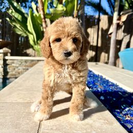 Goldendoodle and Poodle Puppies from Goldendoodles & Poodles of San Diego