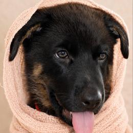 Genevive - Black and cream female German Shepherd puppy in De Land, Florida from 3B’s Animal Artistry
