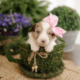 Dior - Red merle female Aussiedoodle puppy in Greensboro, North Carolina from Glendale Doodles