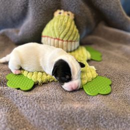 Boy 2 - White and black male Russell Terrier puppy in Jerome, Idaho from Jerome Russell Terriers