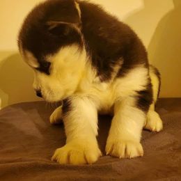Siberian Husky Puppies from Xk siberians