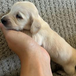 Jack Frost - Cream male Dachshund puppy in Nacogdoches, Texas from Heavenly Dachshunds
