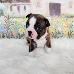 Boston Terrier Puppies from Our Gang Bostons