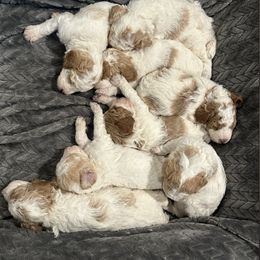 Poodle Puppies from Poodles of New England