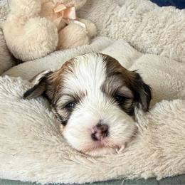 Amber - Red sable female Havanese puppy in Wappapello, Missouri from Titanium Havanese LLC