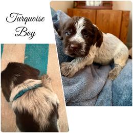 Flint - Brown and gray male Wirehaired Pointing Griffon puppy in California from Rocking S Griffons