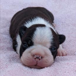 Girl 2 - Black brindle and white female Boston Terrier puppy in Perry, Oklahoma from Sitsler Bostons
