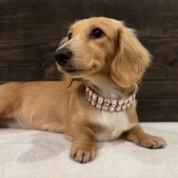 Dove - Dachshund