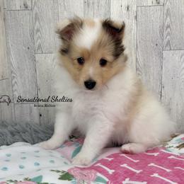 Pixie - Sable & white female Toy Shetland Sheepdog puppy in Lindon, Utah from Sensational Shelties
