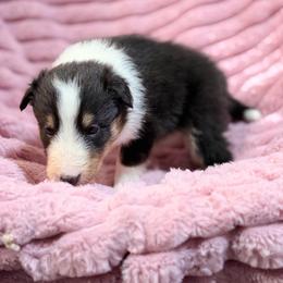 Dolly - Black white and tan female Shetland Sheepdog puppy in Aberdeen, Idaho from Willow Creek Cresteds