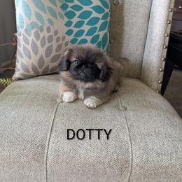 Girl 3 - female Pekingese puppy in Clarion, Pennsylvania from Brey Pekingese