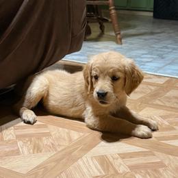 AKC girl 2 - Golden female Golden Retriever puppy in Joshua, Texas from 3 Gun Retrievers