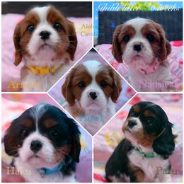 Cavalier King Charles Spaniel Puppies from Alohana Cavaliers