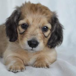 Dachshund Puppies from Dreamheart Dachshunds