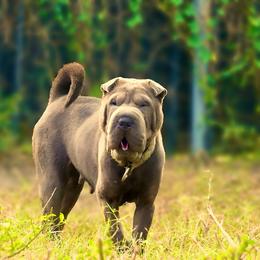 BamBam - Chinese Shar-Pei