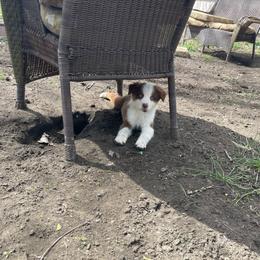 Growlith - Red tri-color male Australian Shepherd puppy in Kenosha, Wisconsin from Out of this World Aussies