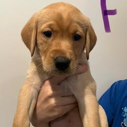 Girl 1 - female Labrador Retriever puppy in Stokesdale, North Carolina from Belews Creek Gundogs