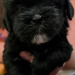 Truvy - Black and white female Shichon puppy in St. Johns, Florida from Log Cabin Teddy Bears