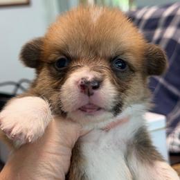 Irving Algiz Gebo - Fawn male Pembroke Welsh Corgi puppy in Hallandalle, Florida from Algiz Gebo