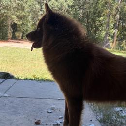 Siberian Husky puppies from For the Wise Siberian huskies and yakutian laikas