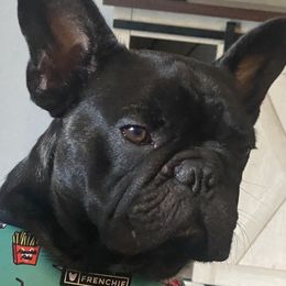 Clyde - French Bulldog