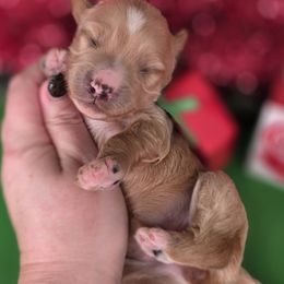 Bama - Apricot female Goldendoodle puppy in Decatur, Tennessee from Diamond's Doodles