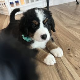 Bernese Mountain Dog Puppies from Berner Bud Farm