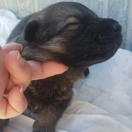 Girl 3 - Black and red female German Shepherd puppy in Mccool Junction, Nebraska from Sininger Lagoon