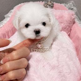 ETERNITY KOREAN DOLL FACE Tiny - White female Maltese puppy in Orlando, Florida from Denise’s Puppies