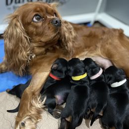 Cavalier King Charles Spaniel Puppies from Carter Woods Cavaliers