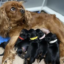 Cavalier King Charles Spaniel Puppies from Carter Woods Cavaliers