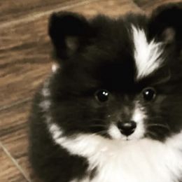 Pomeranians from Tinker