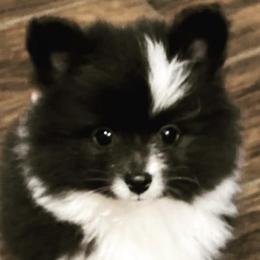 Pomeranians from Tinker