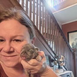 Supernova - Tricolors female French Bulldog puppy in Almo, Kentucky from Busy Bee French Bulldogs