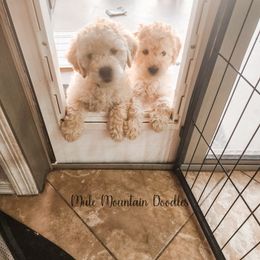Double Doodle, Labradoodle, and Sheepadoodle Puppies from Mule Mountain Doodles
