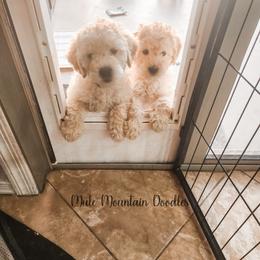 Double Doodle, Labradoodle, and Sheepadoodle Puppies from Mule Mountain Doodles