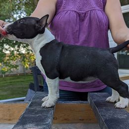 Doberman Pinschers and Miniature Bull Terriers from Protea Kennel