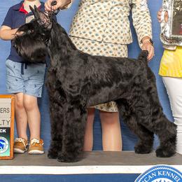 Giant Schnauzer puppies from Almost Heaven Giants