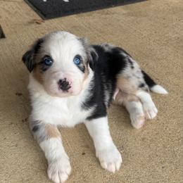 Jasper - Blue merle male Australian Shepherd puppy in Cypress, Texas from Cypress Aussies
