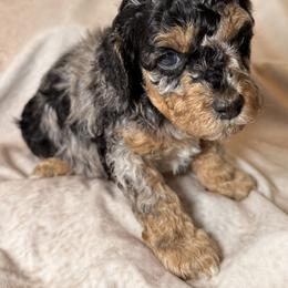 Cockapoo and Goldendoodle Puppies from Jax Doodles