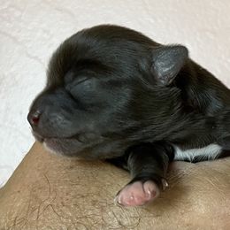 Chihuahua Puppies from Sternheim Stars