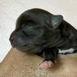Chihuahua Puppies from Sternheim Stars