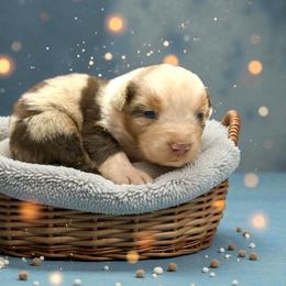 Opal Cardamone - Red merle female Australian Shepherd puppy in Statesville, North Carolina from Charming Australian Shepherds