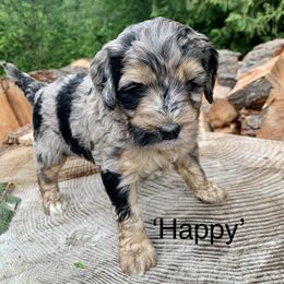 Bernedoodle Puppies from Ponderosa Puppy
