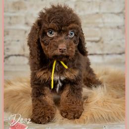 Folly - Brown male Cockapoo puppy in Connersville, Indiana from Deaz Doodle Ranch