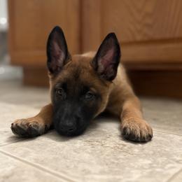Girl 1 - female Belgian Malinois puppy in Egg Harbor Township, New Jersey from Ever Loyal K9 Training